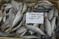 wholesale fish