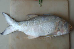 tairel fish